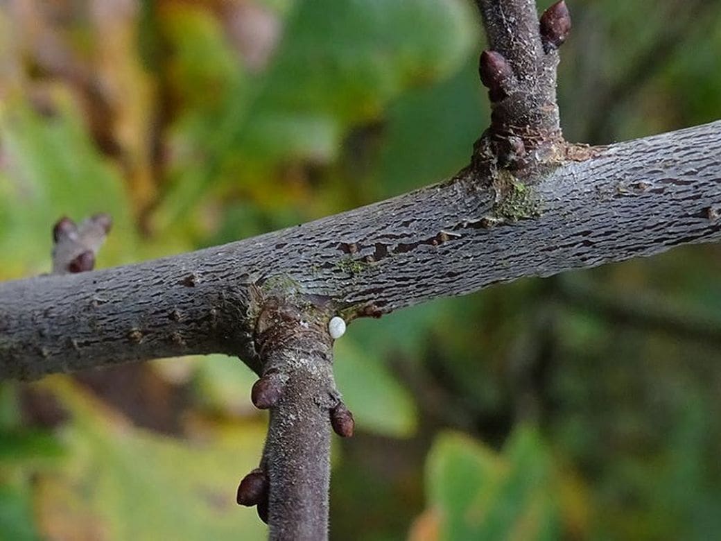 Peter Hoppenbrouwers